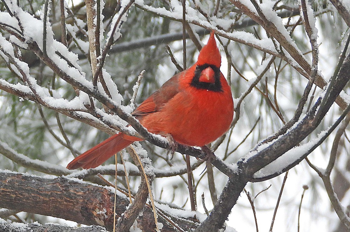Northern Cardinal - ML646663001