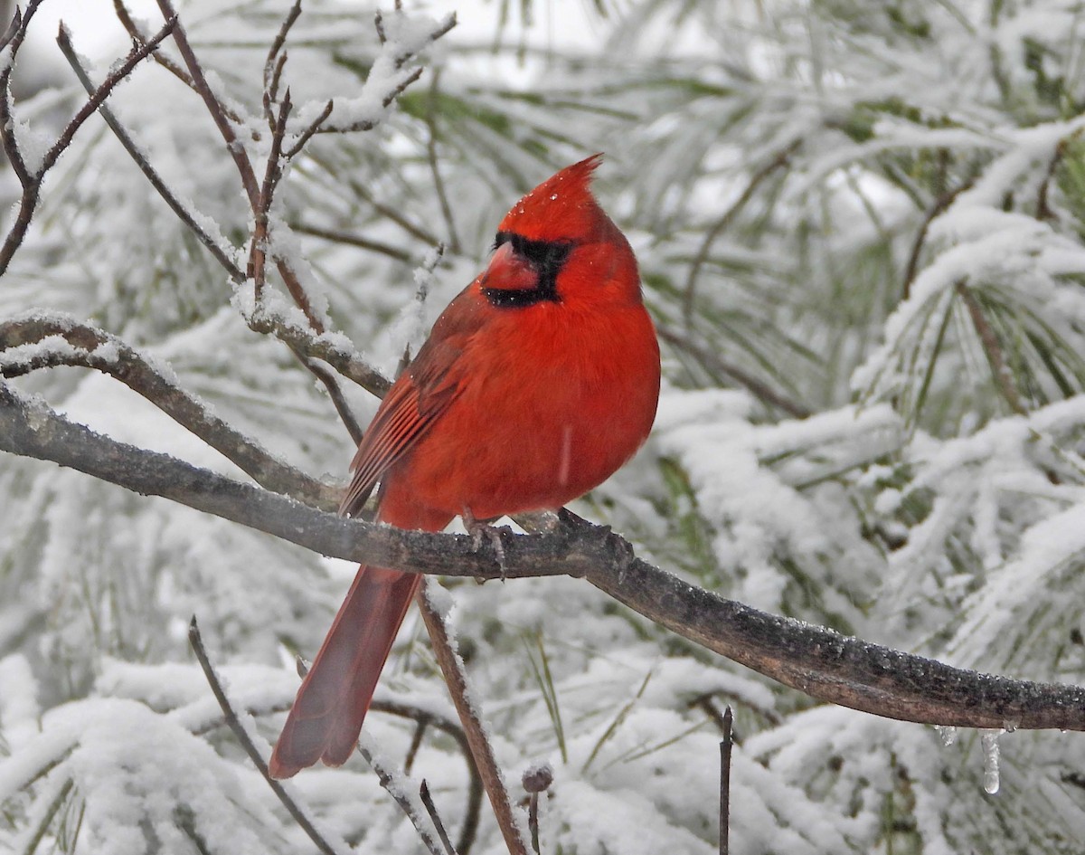 Northern Cardinal - ML646663002