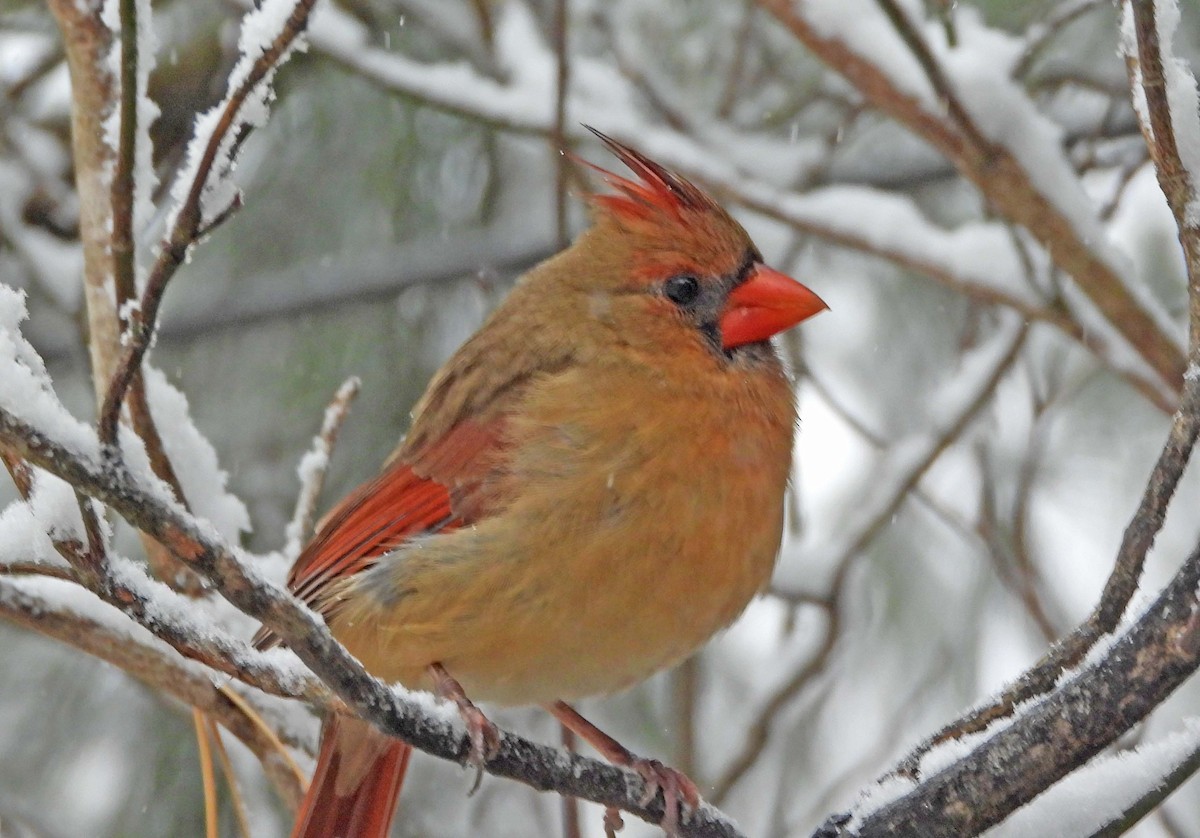 Northern Cardinal - ML646663003