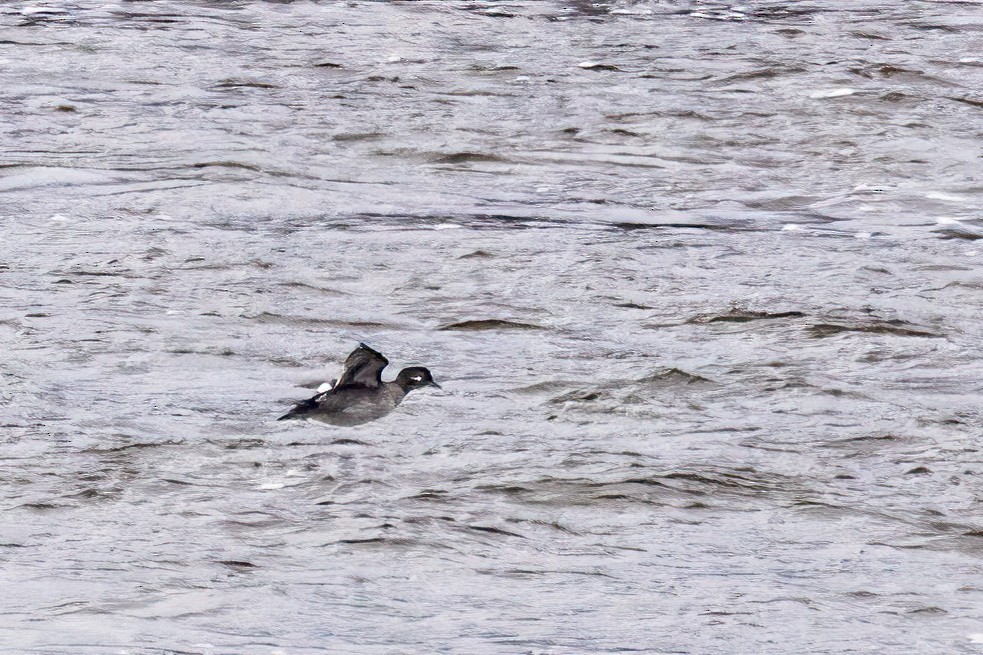 ヒメハジロ - ML646663004