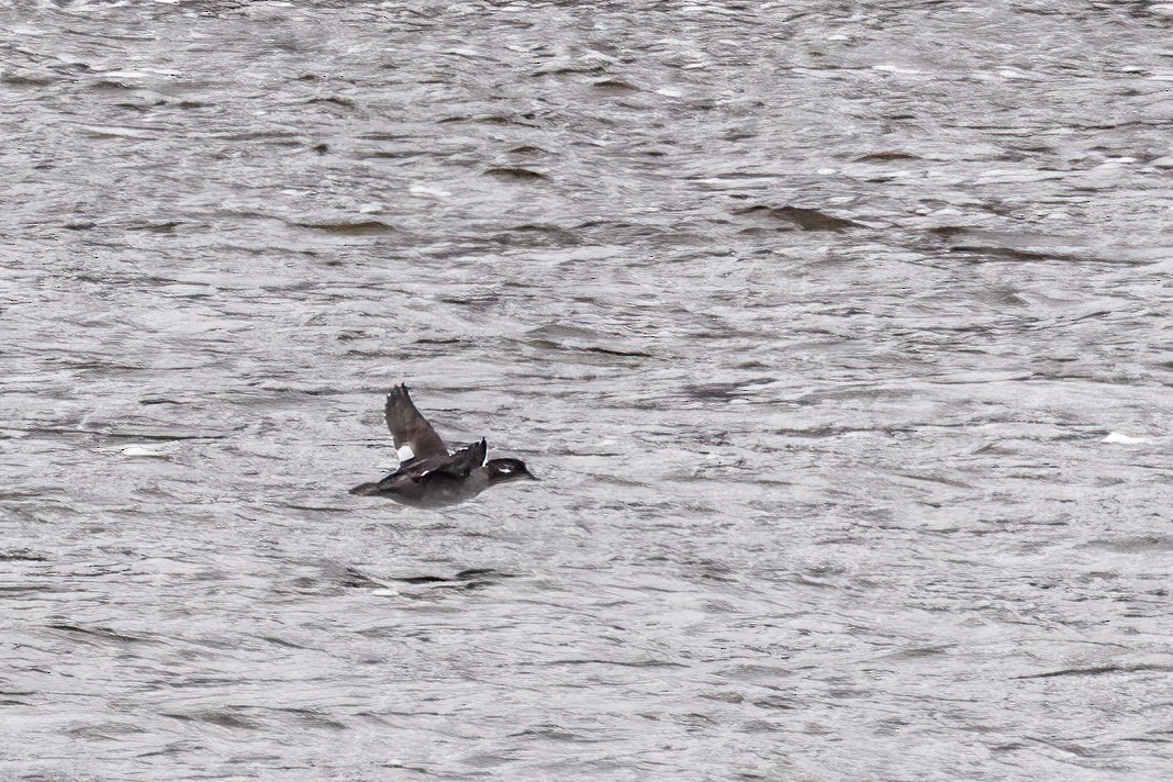 ヒメハジロ - ML646663005