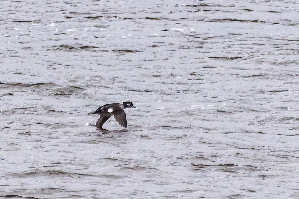 ヒメハジロ - ML646663006