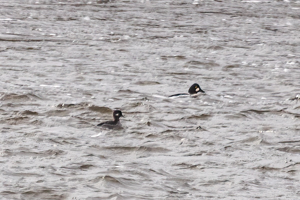 ヒメハジロ - ML646663007