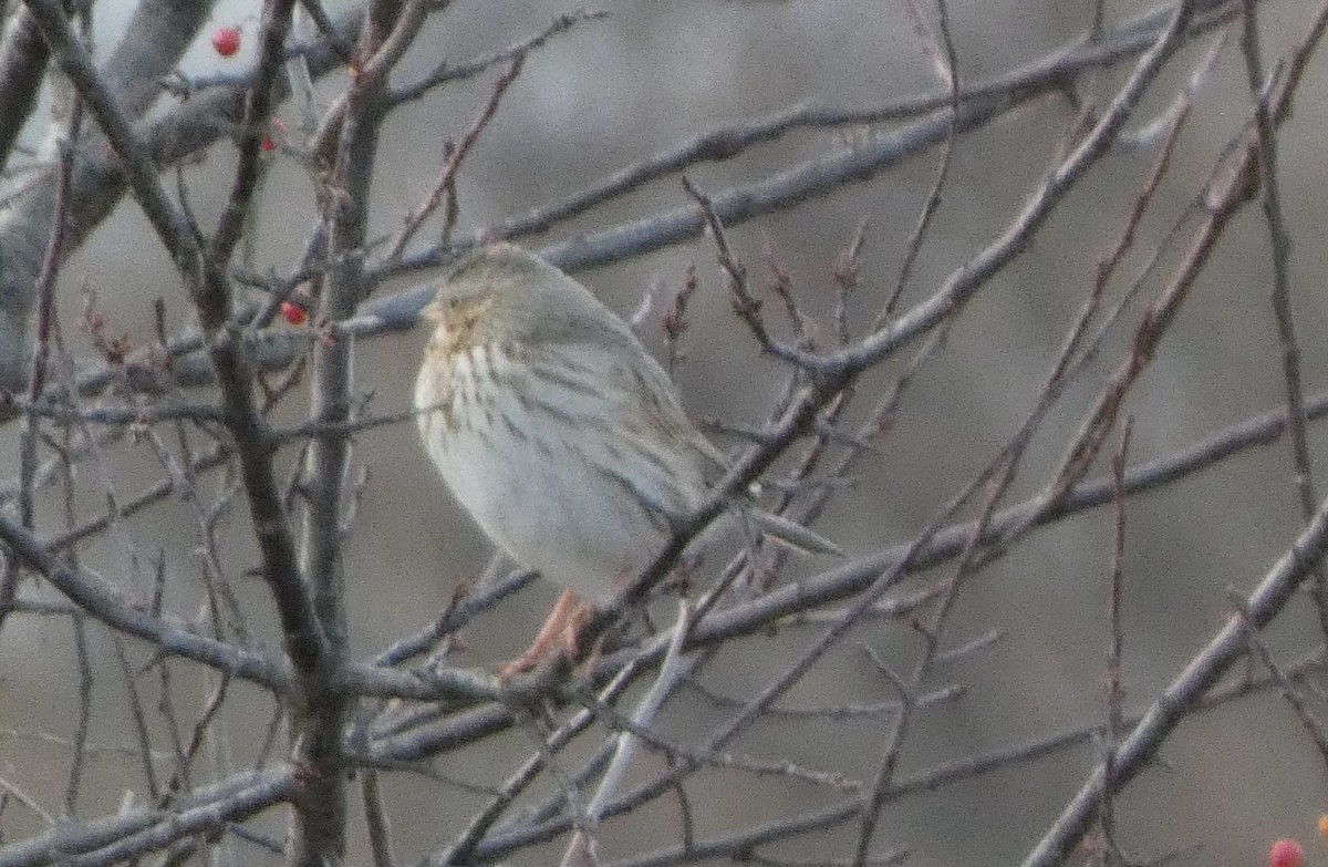 Savannah Sparrow (Ipswich) - ML646663010