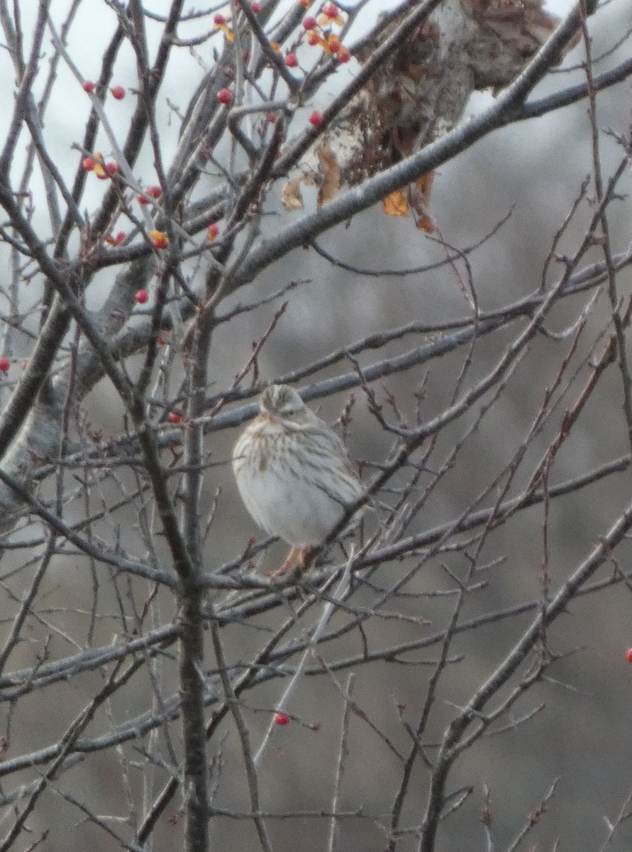 Savannah Sparrow (Ipswich) - ML646663011