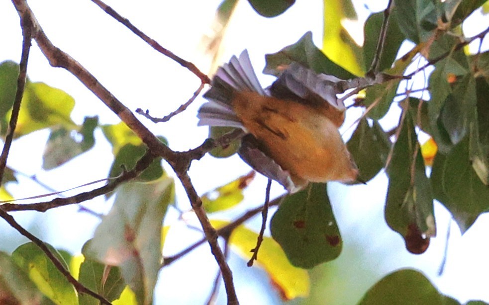 Orange-crowned Warbler - ML646663012