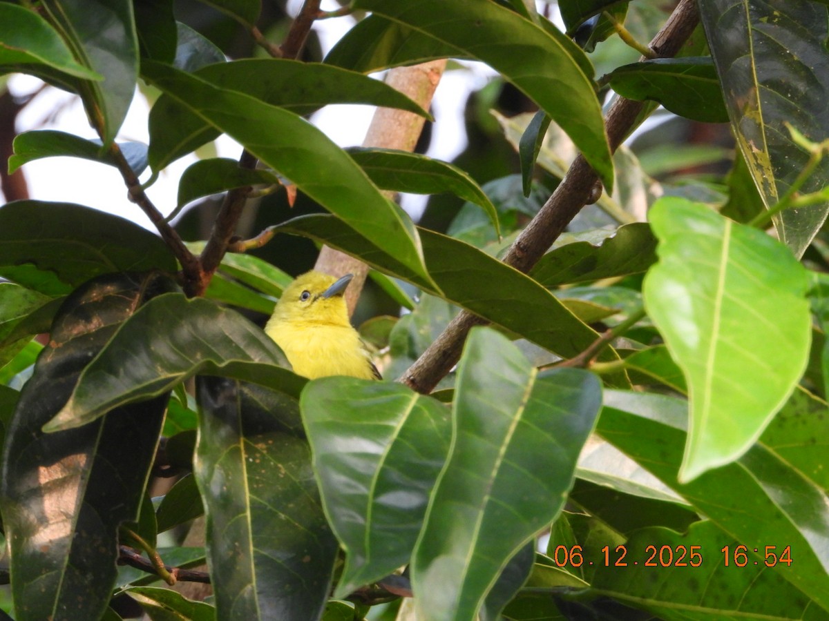 Йора чорнокрила - ML646663013