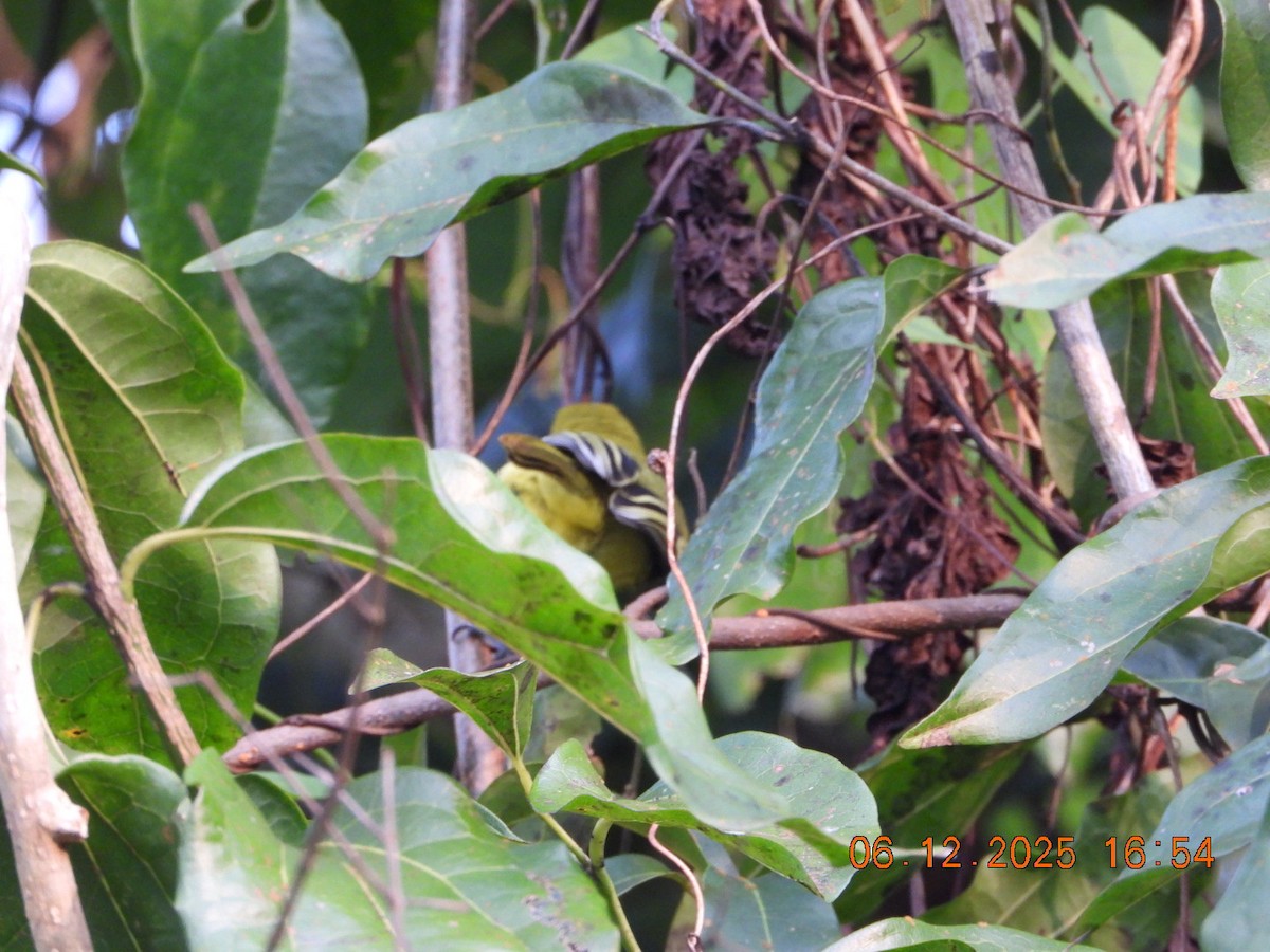 Йора чорнокрила - ML646663014