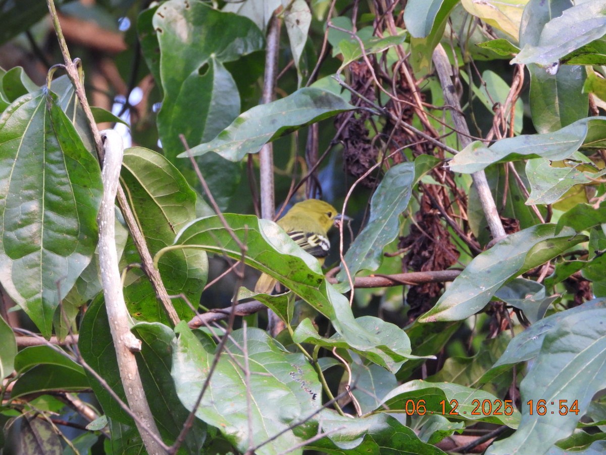 Йора чорнокрила - ML646663015