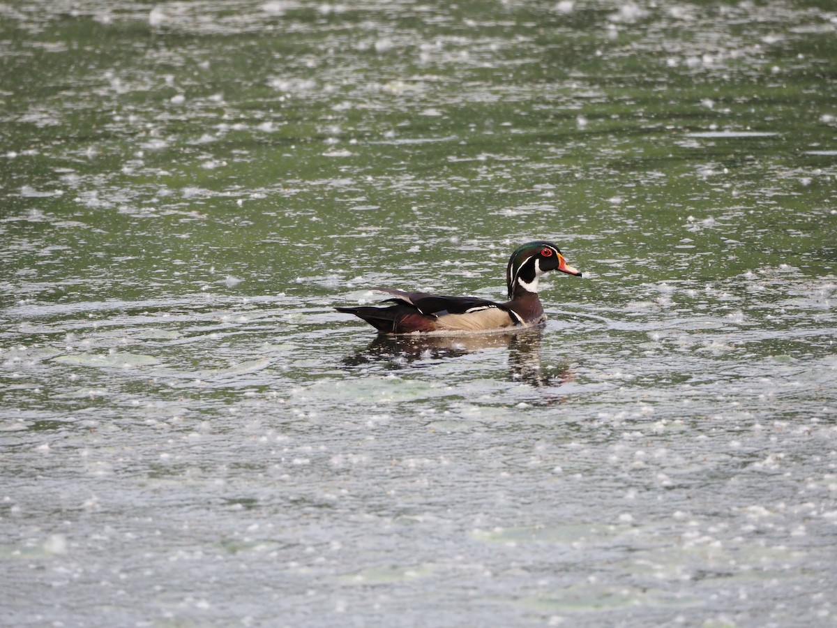 美洲鴛鴦 - ML646663016