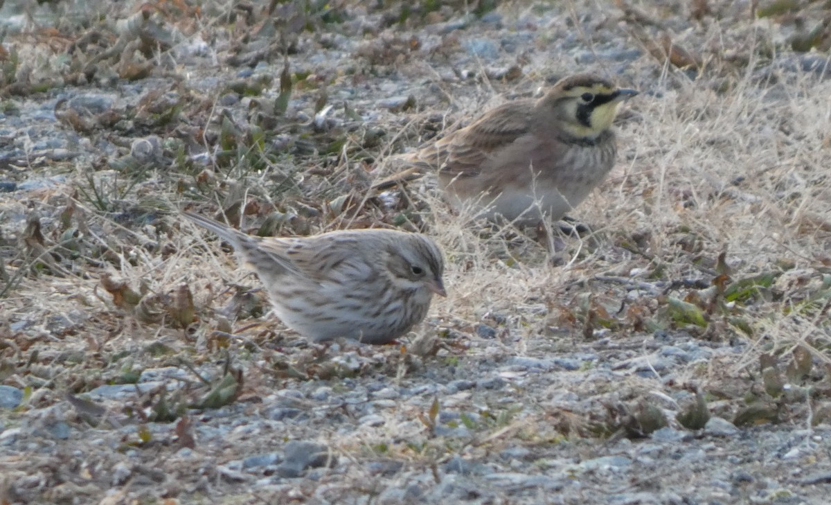 Savannah Sparrow (Ipswich) - ML646663017