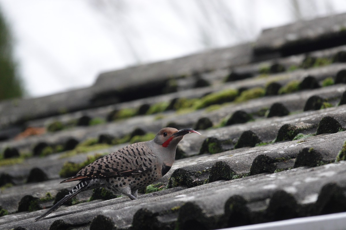 Northern Flicker (Red-shafted) - ML646663018