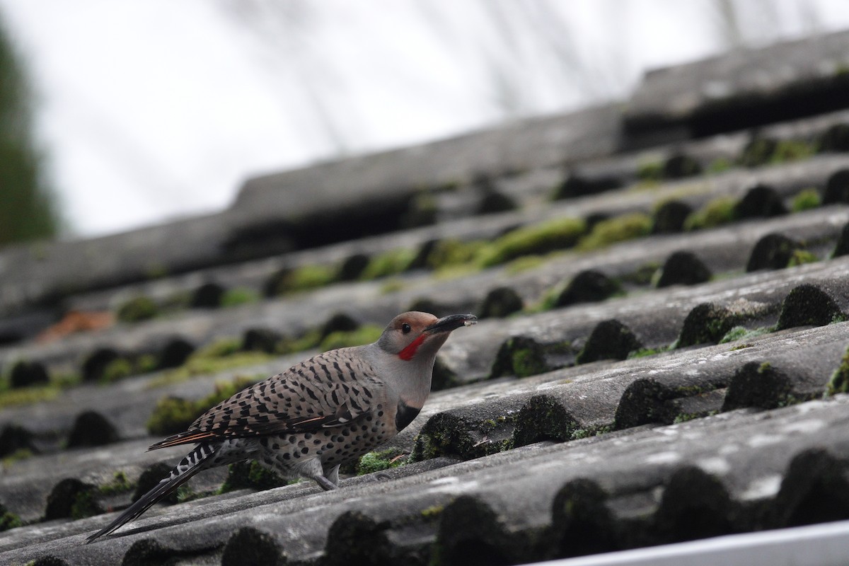 Northern Flicker (Red-shafted) - ML646663019