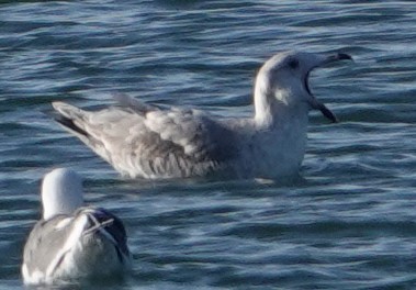 Glaucous-winged Gull - ML646663020