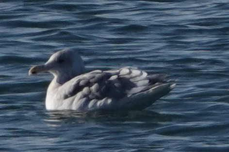Glaucous-winged Gull - ML646663021