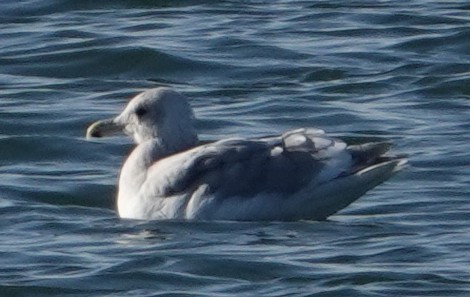 Glaucous-winged Gull - ML646663022