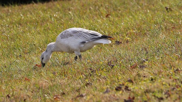 Snow Goose - ML646663034