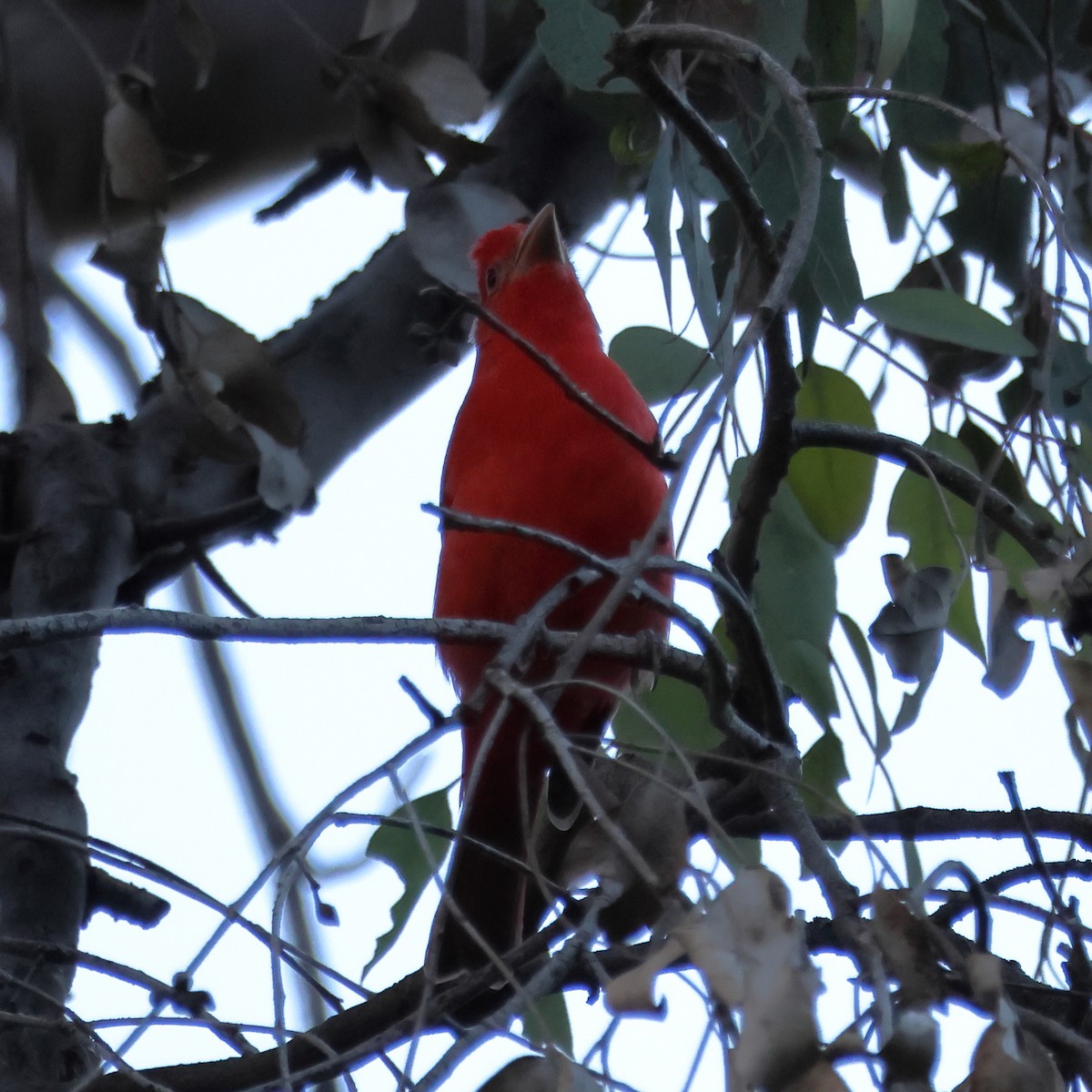 ナツフウキンチョウ - ML646663035