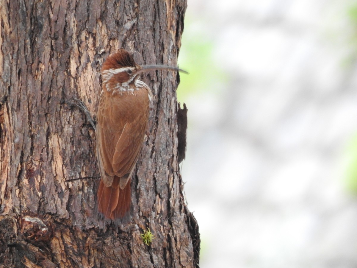 Grimpar porte-sabre - ML646663036