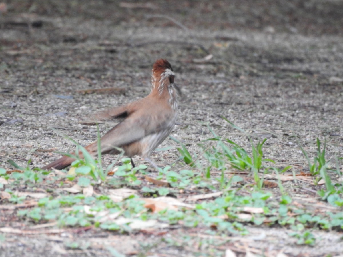 Grimpar porte-sabre - ML646663037