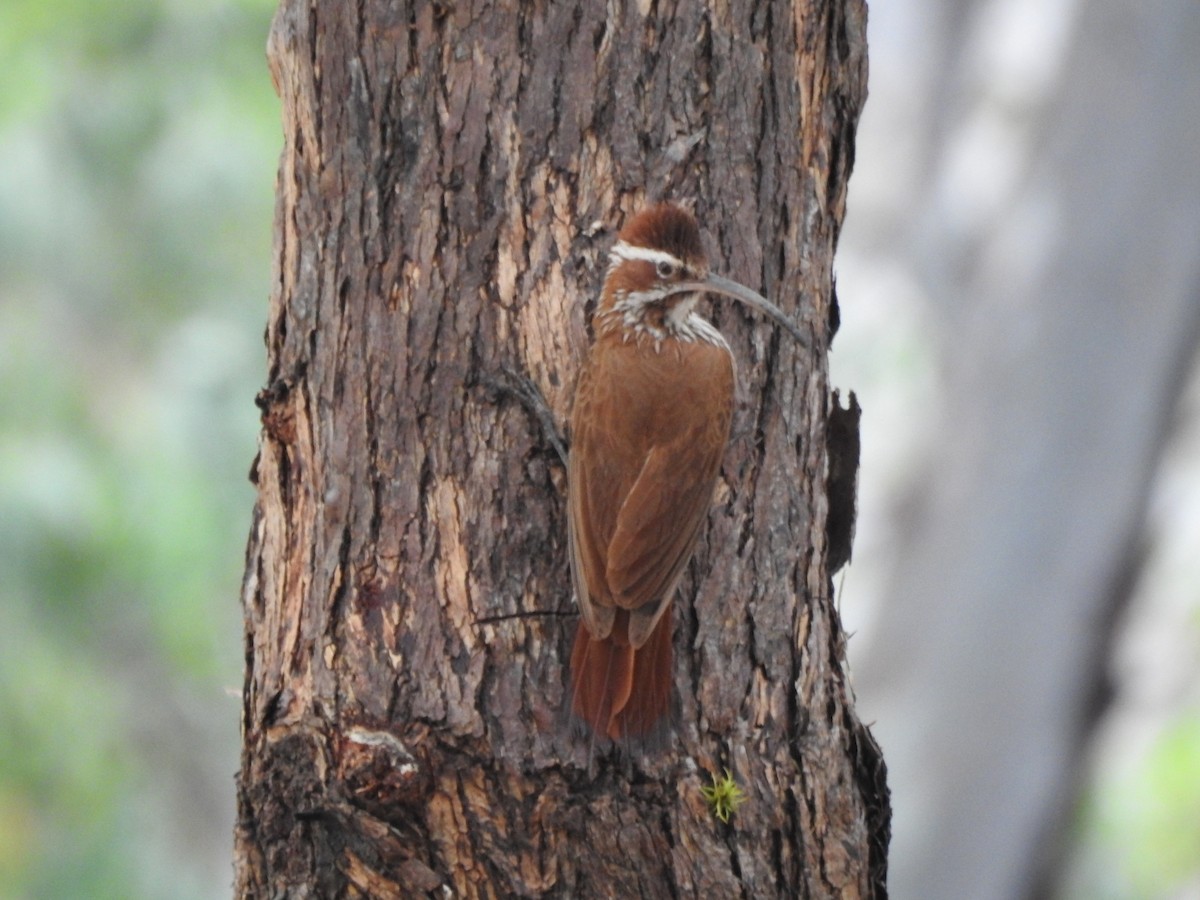 Grimpar porte-sabre - ML646663038