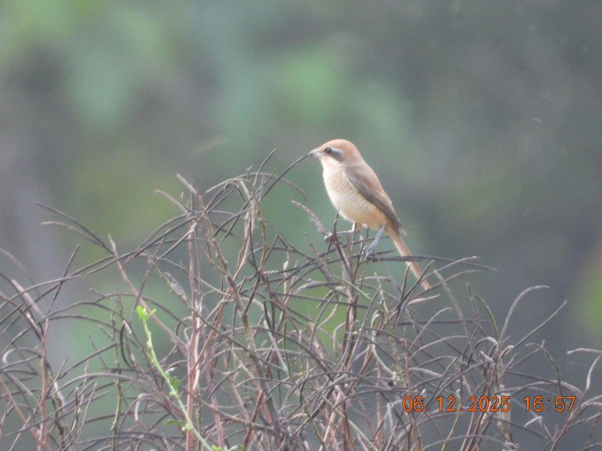 Сорокопуд сибірський - ML646663039