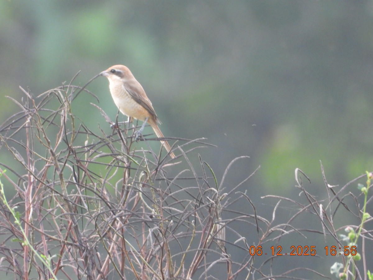 Сорокопуд сибірський - ML646663040