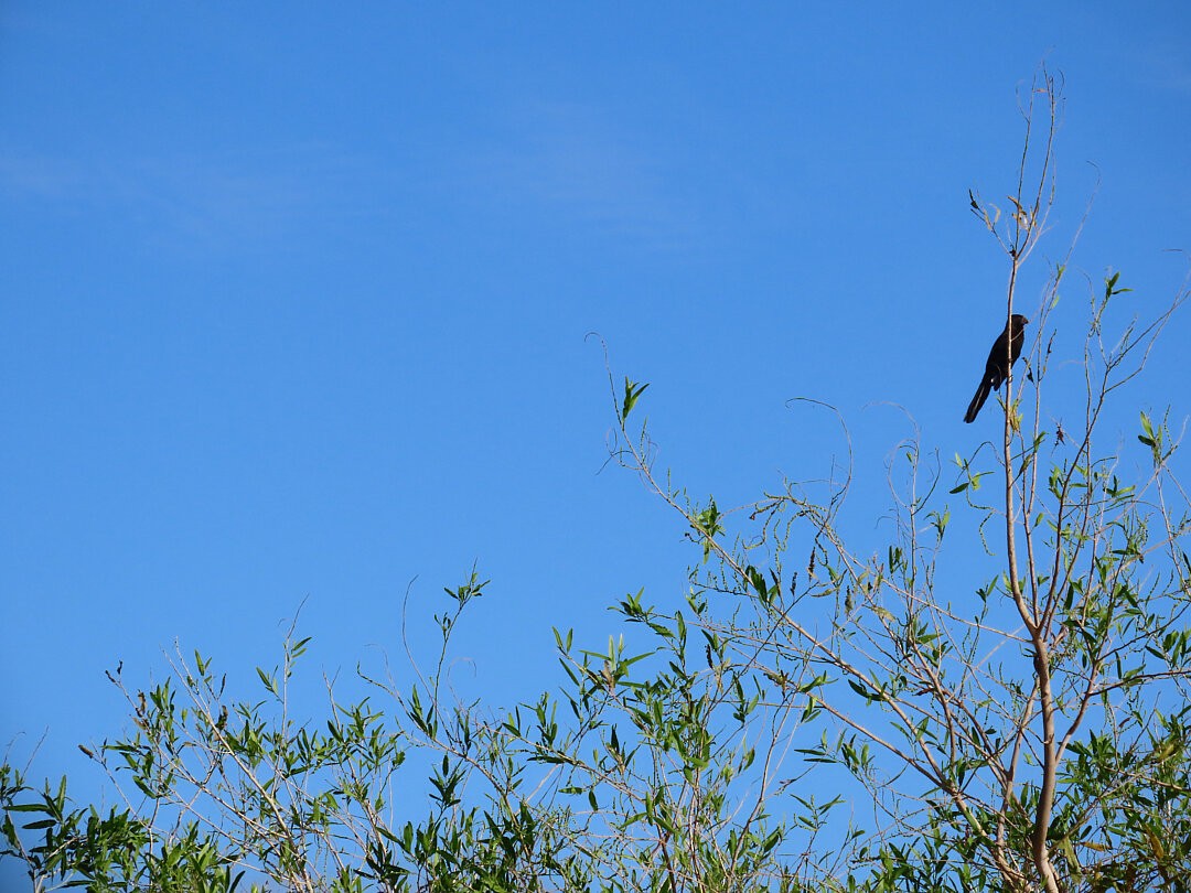 Smooth-billed Ani - ML646663041