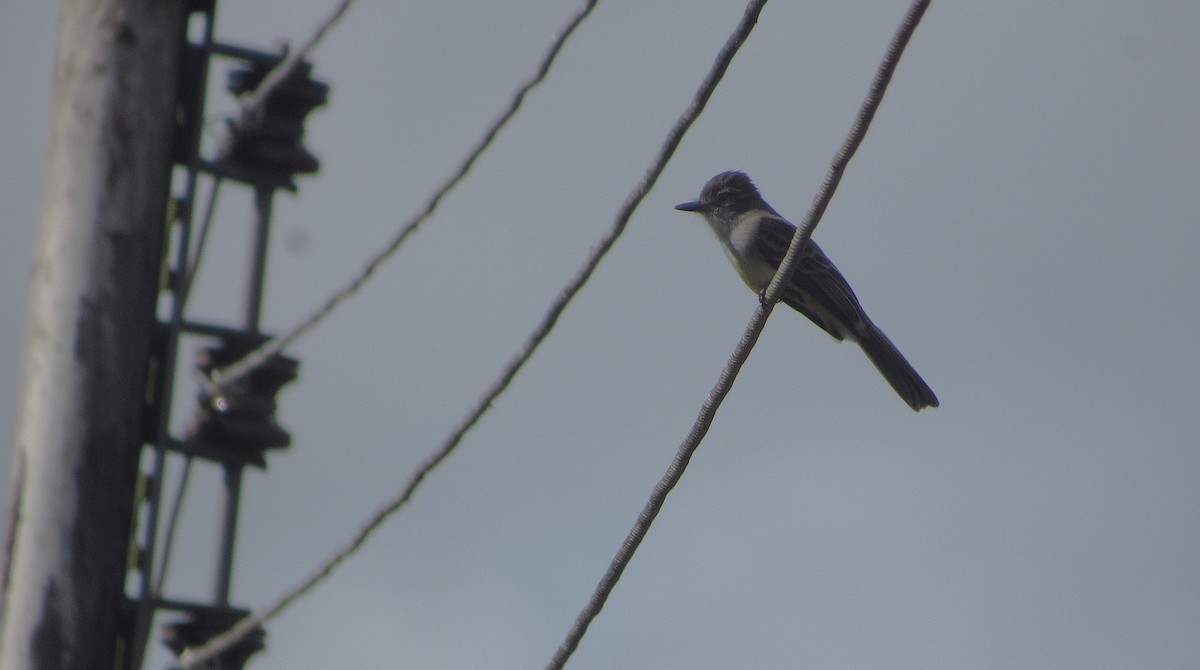 Schwarzkappen-Schopftyrann - ML646663045