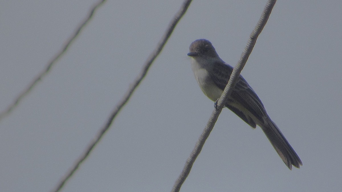 Schwarzkappen-Schopftyrann - ML646663046