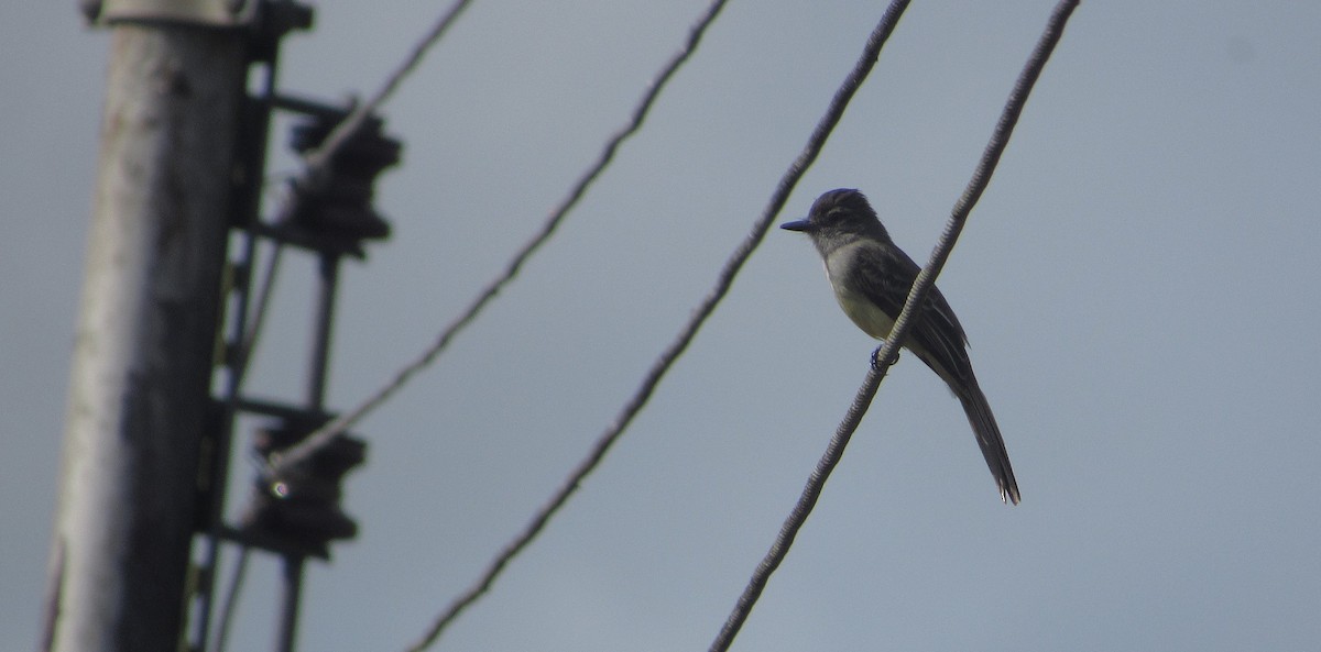 Schwarzkappen-Schopftyrann - ML646663047