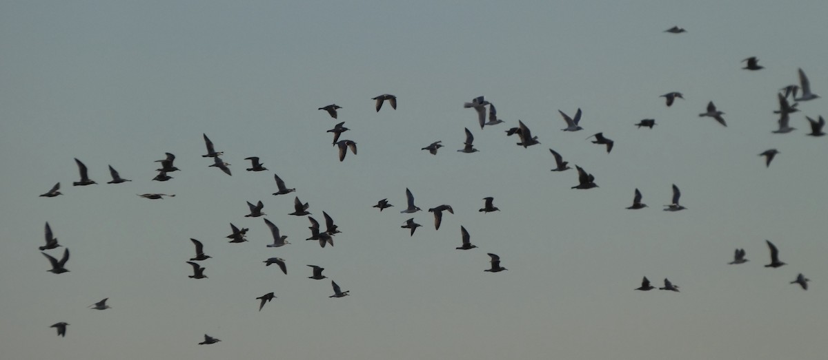 gull sp. - ML646663049