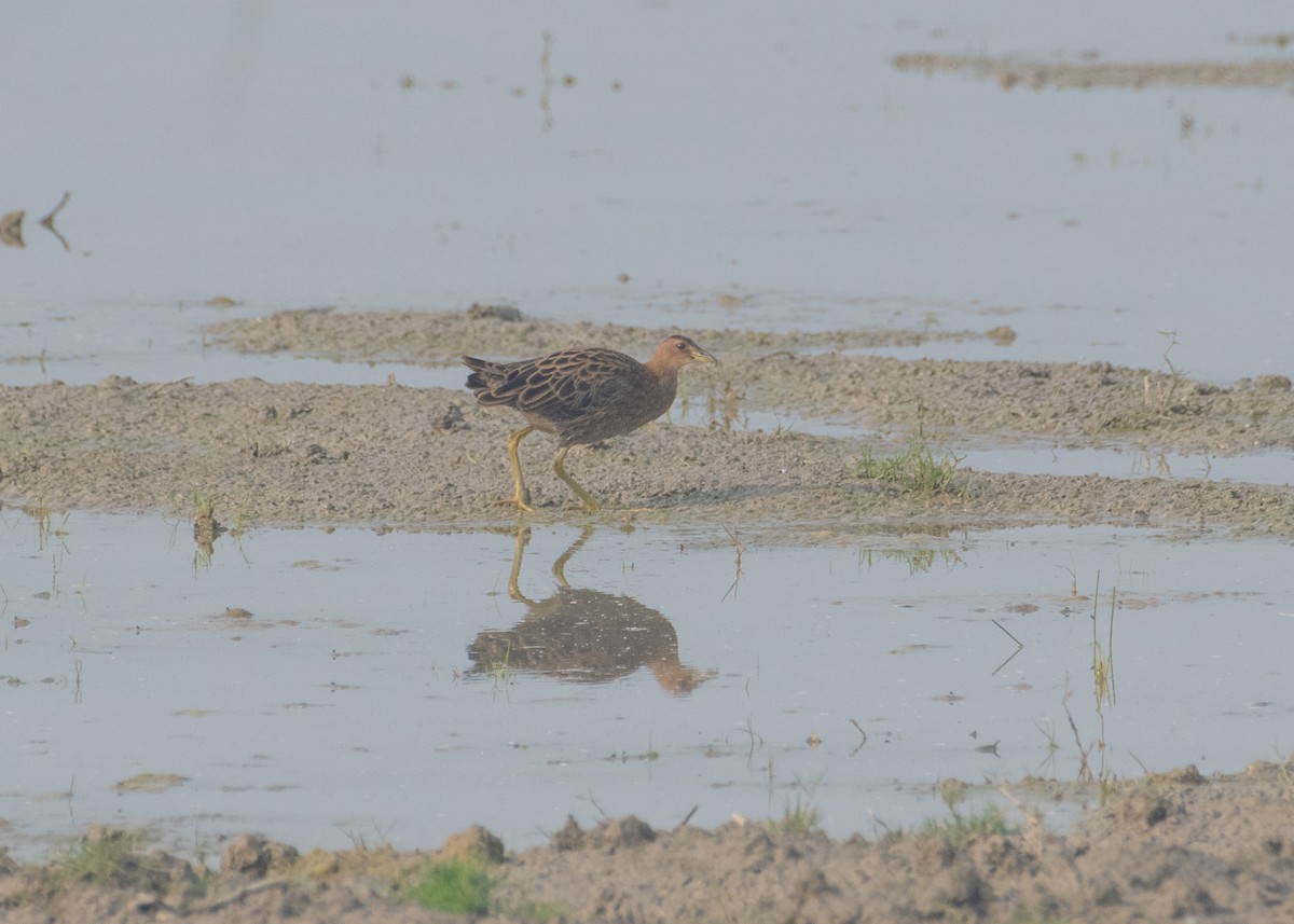 Watercock - ML646663050