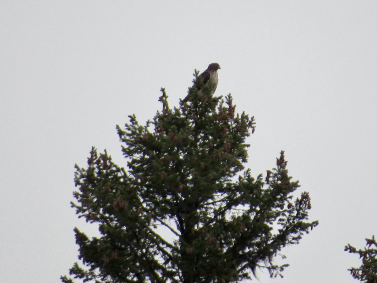 Канюк неоарктичний - ML646663051