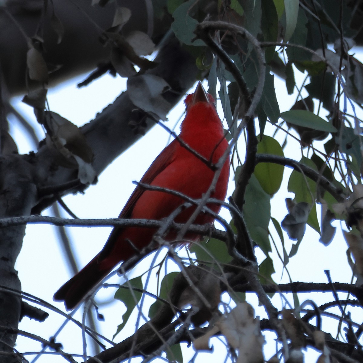 ナツフウキンチョウ - ML646663055