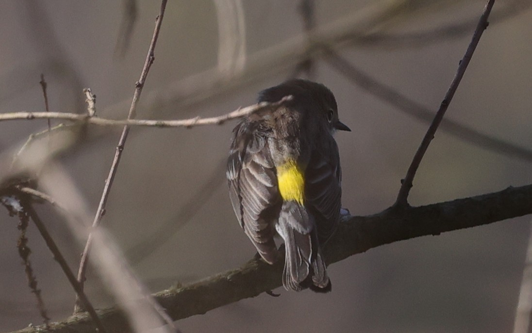 Yellow-rumped Warbler - ML646663056