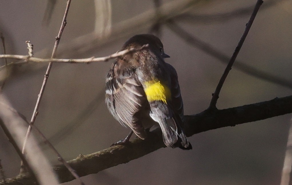 Yellow-rumped Warbler - ML646663057