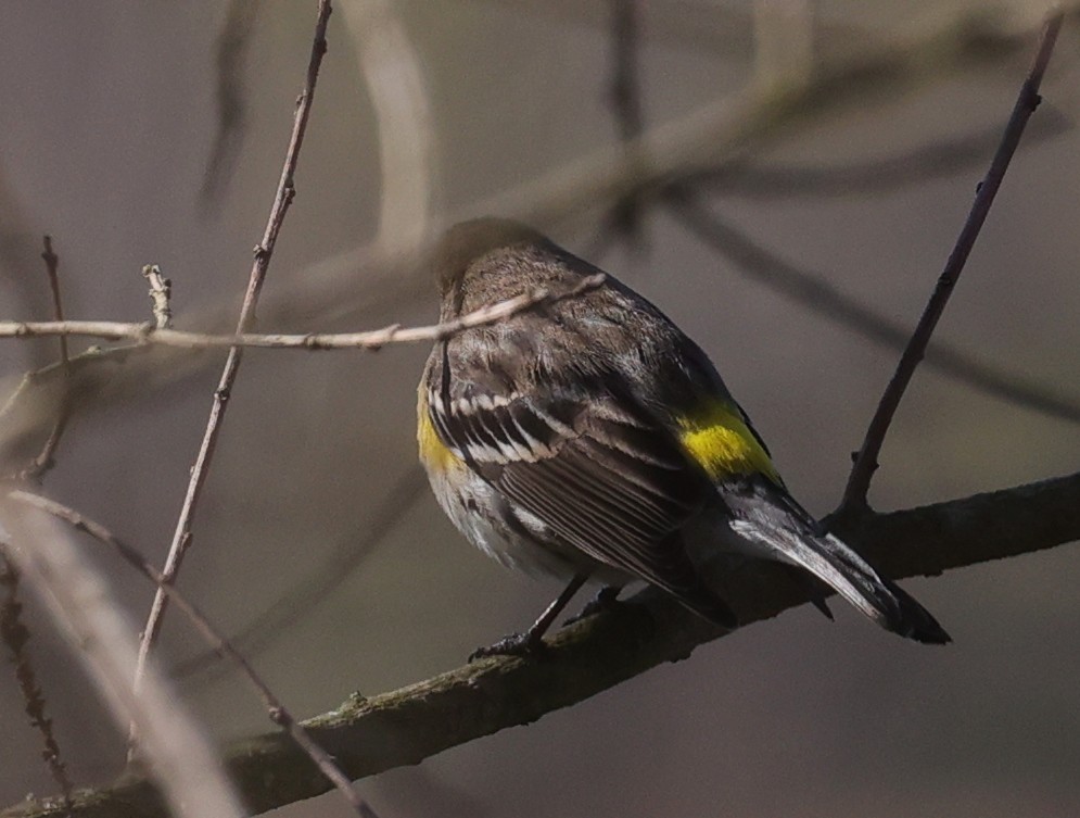 Yellow-rumped Warbler - ML646663058