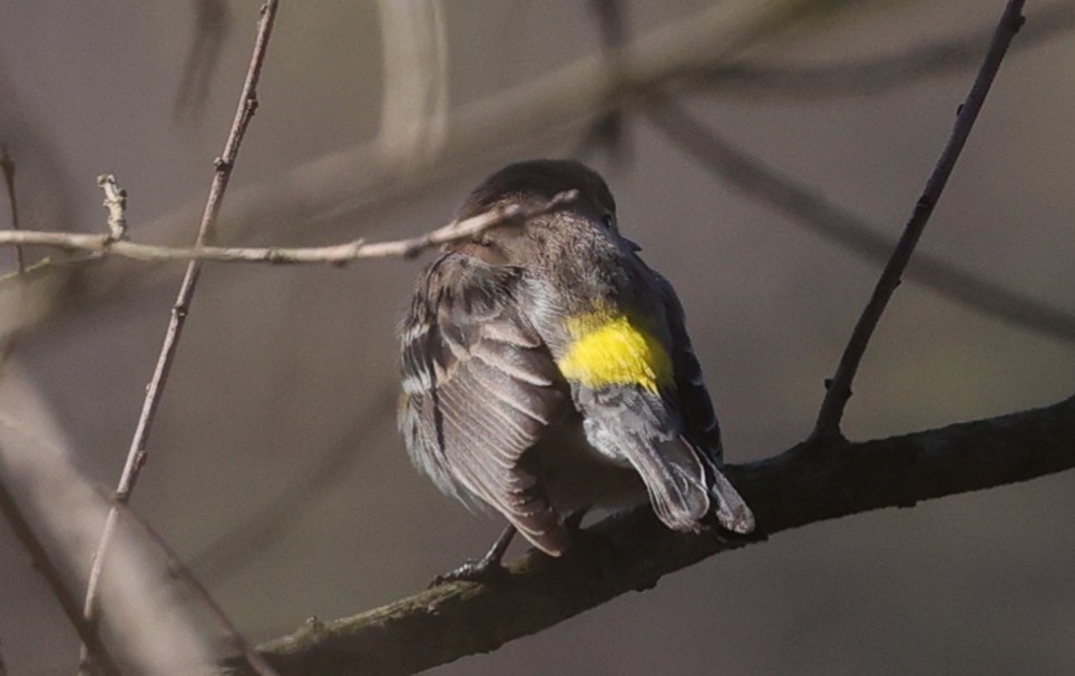 Yellow-rumped Warbler - ML646663059