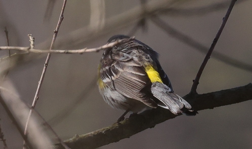 Yellow-rumped Warbler - ML646663060