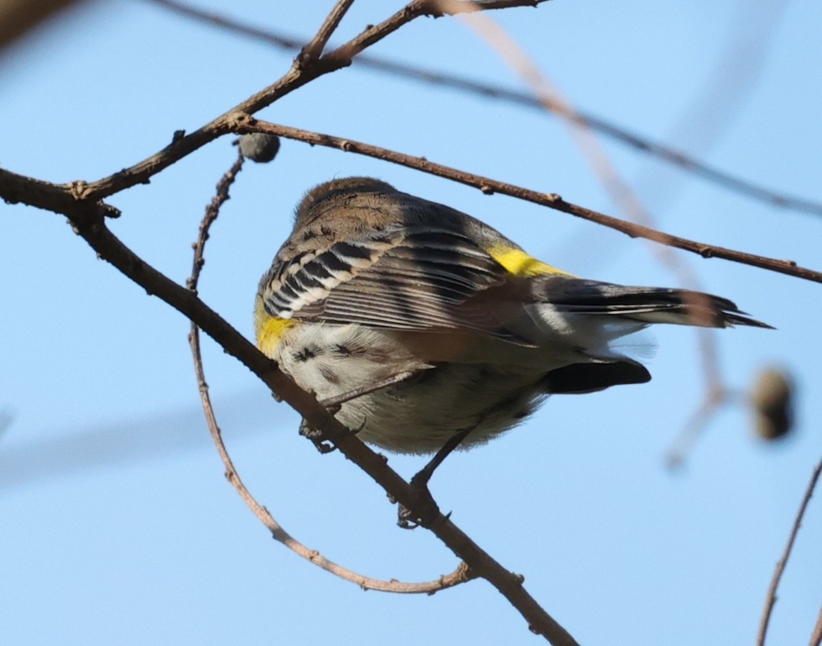 Yellow-rumped Warbler - ML646663061