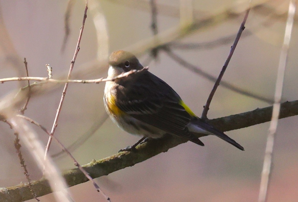 Yellow-rumped Warbler - ML646663062