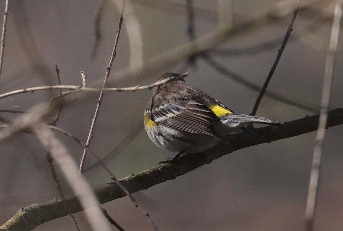 Yellow-rumped Warbler - ML646663063