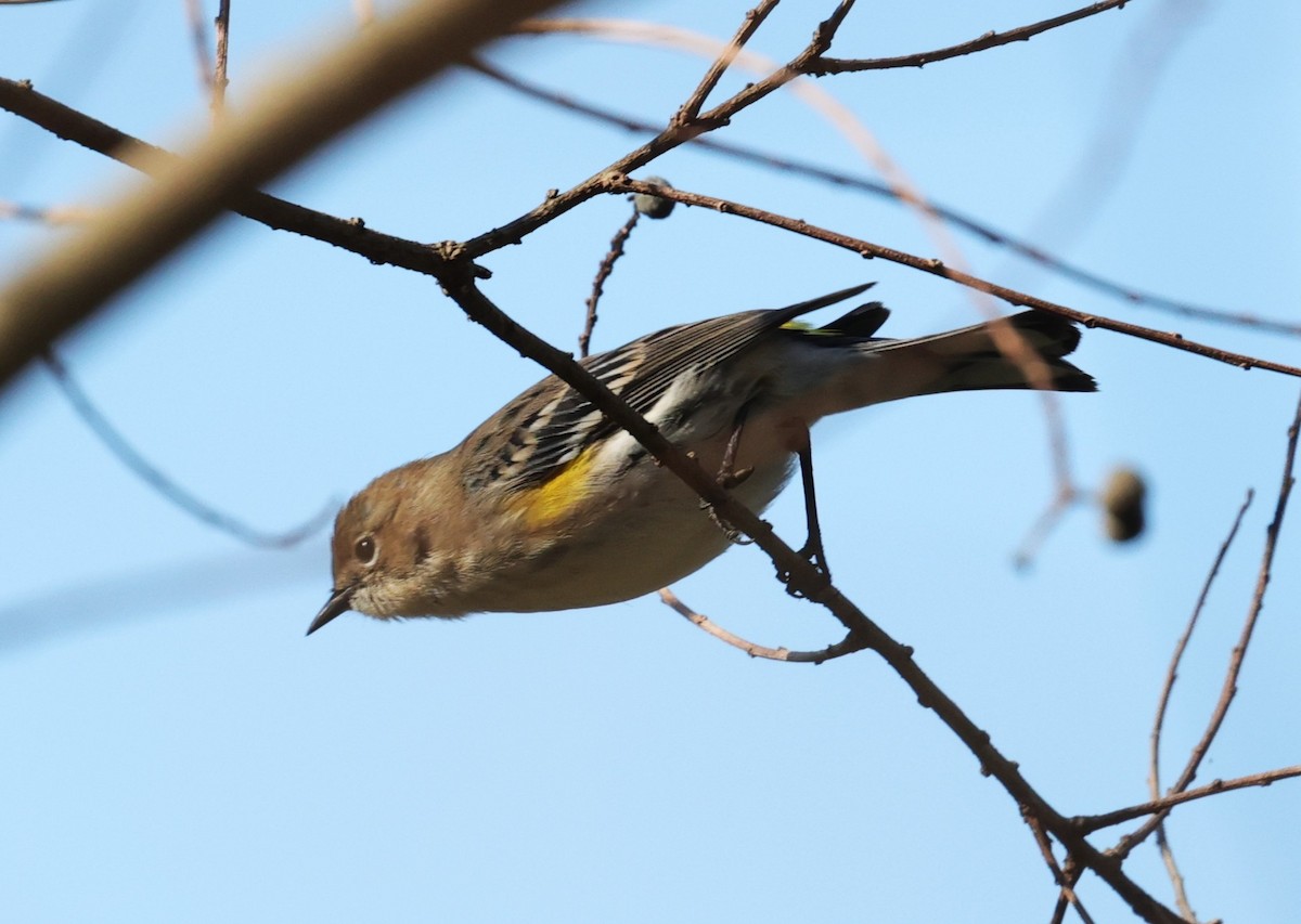 Yellow-rumped Warbler - ML646663064