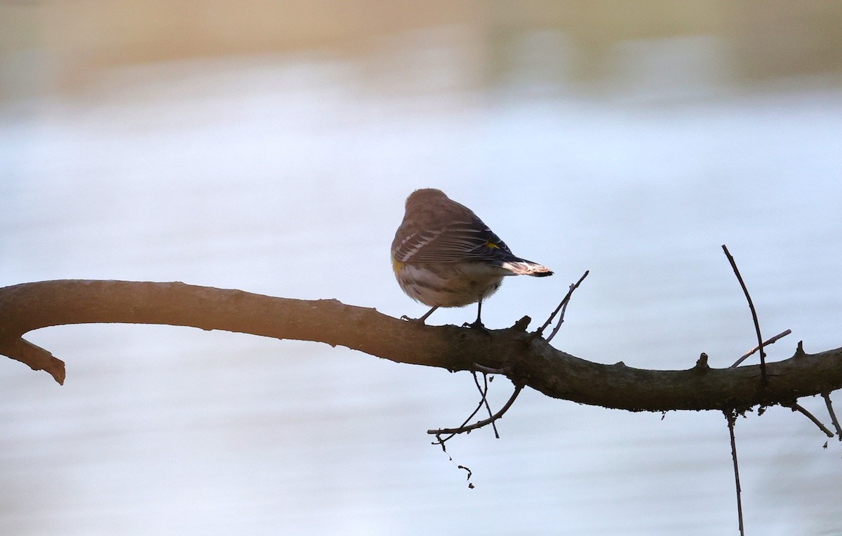 Yellow-rumped Warbler - ML646663065