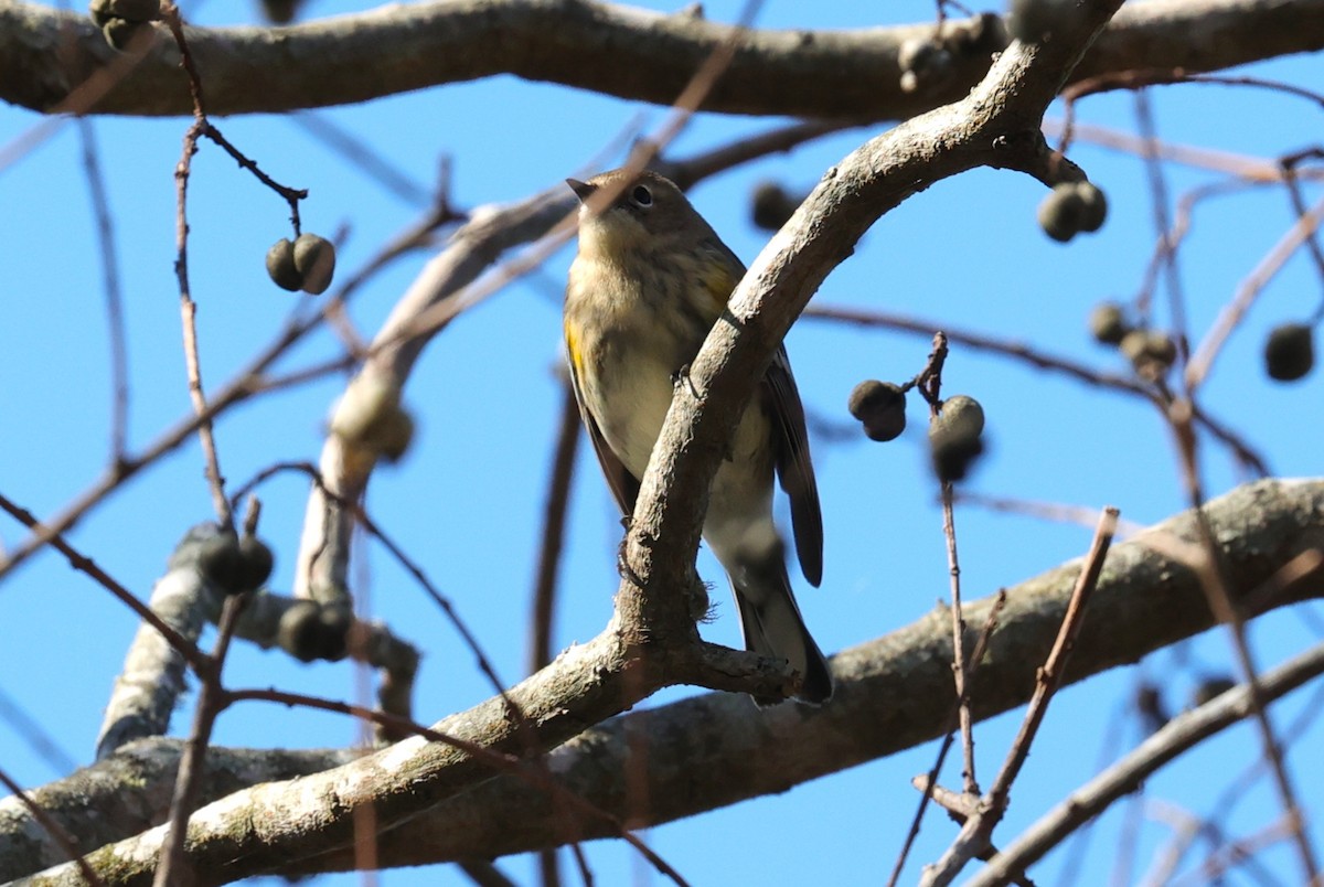 Yellow-rumped Warbler - ML646663066