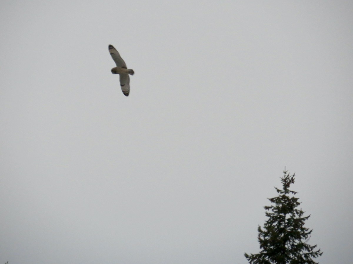 Zingira-hontza - ML646663067