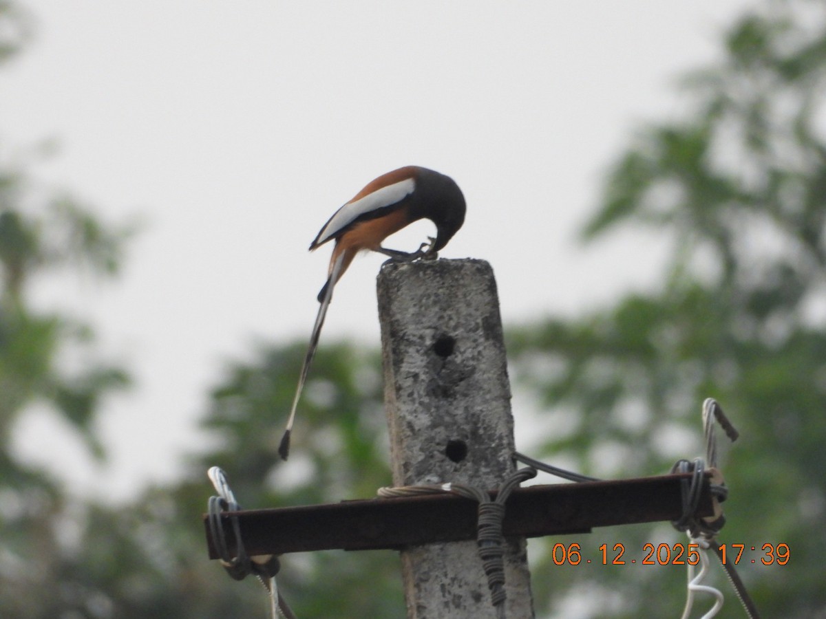 Вагабунда світлокрила - ML646663068