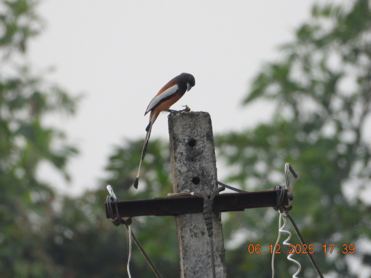 Вагабунда світлокрила - ML646663069