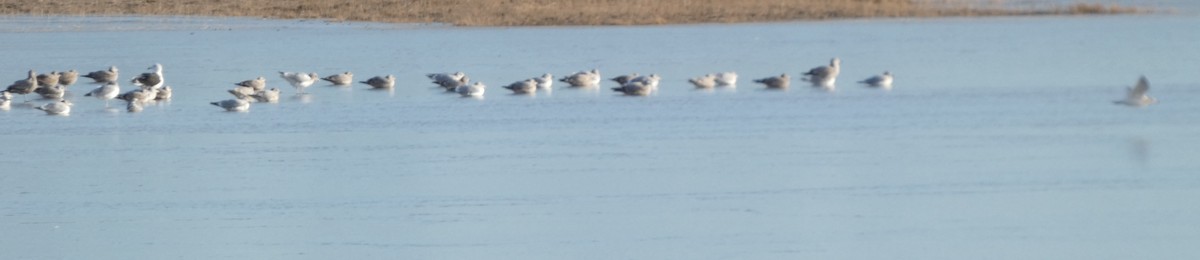 gull sp. - ML646663070